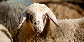 Closeup of a farm sheep